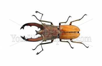 photo - beetle-3-jpg
